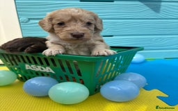 Cockapoo dogs for sale: DNA CLEAR F1  choc, merle, champagne, black - Image 5