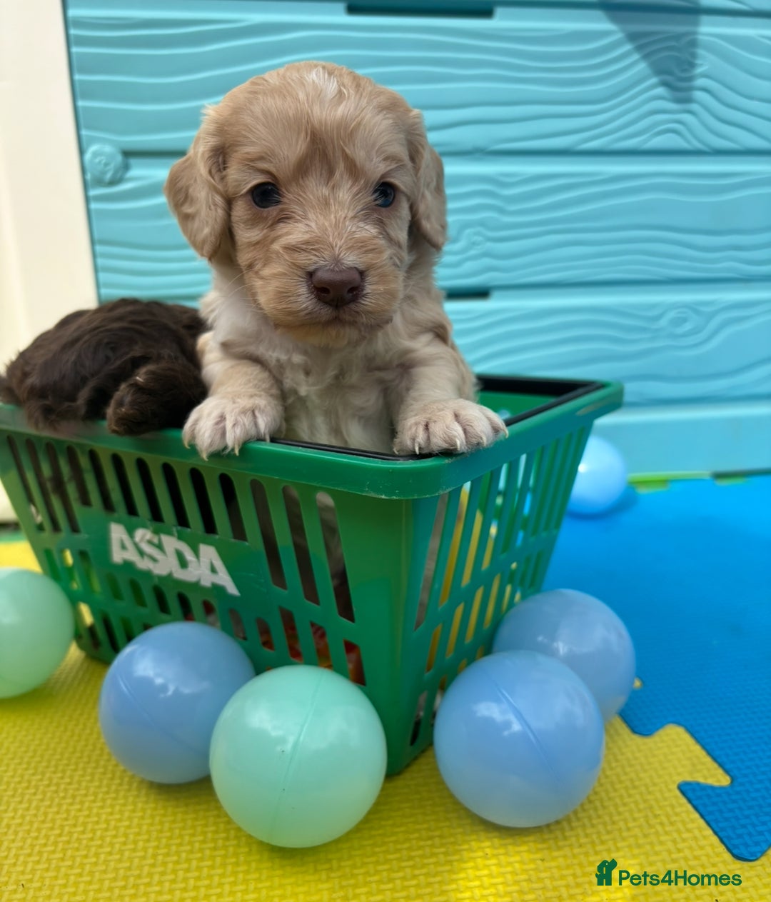 Cockapoo dogs for sale: DNA CLEAR F1  choc, merle, champagne, black - Image 5