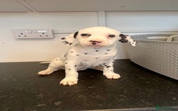 Dalmatian dogs for sale: 🐶 Two Beautiful Dalmatian Puppies!! 🐶  - Image 2