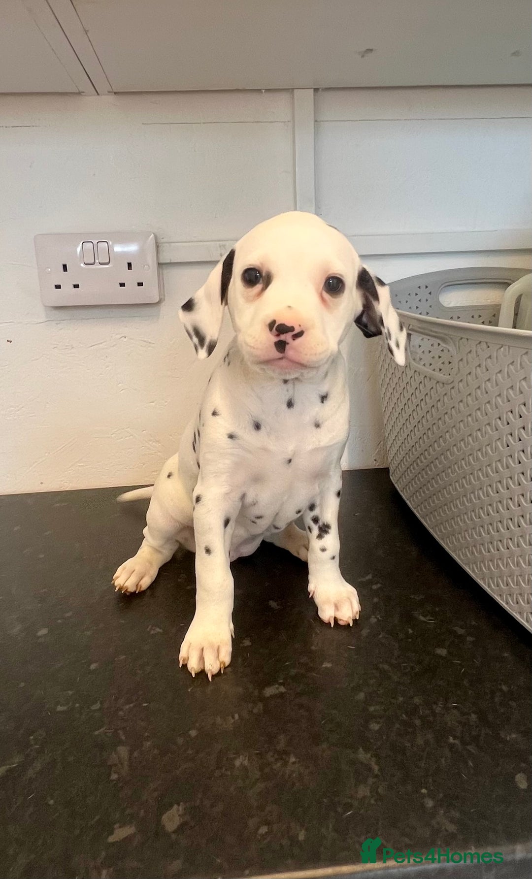 Dalmatian dogs for sale: 🐶 Two Beautiful Dalmatian Puppies!! 🐶  - Image 2