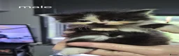 Mixed Breed cats for sale: 5 beautiful kittens  - Advert 5