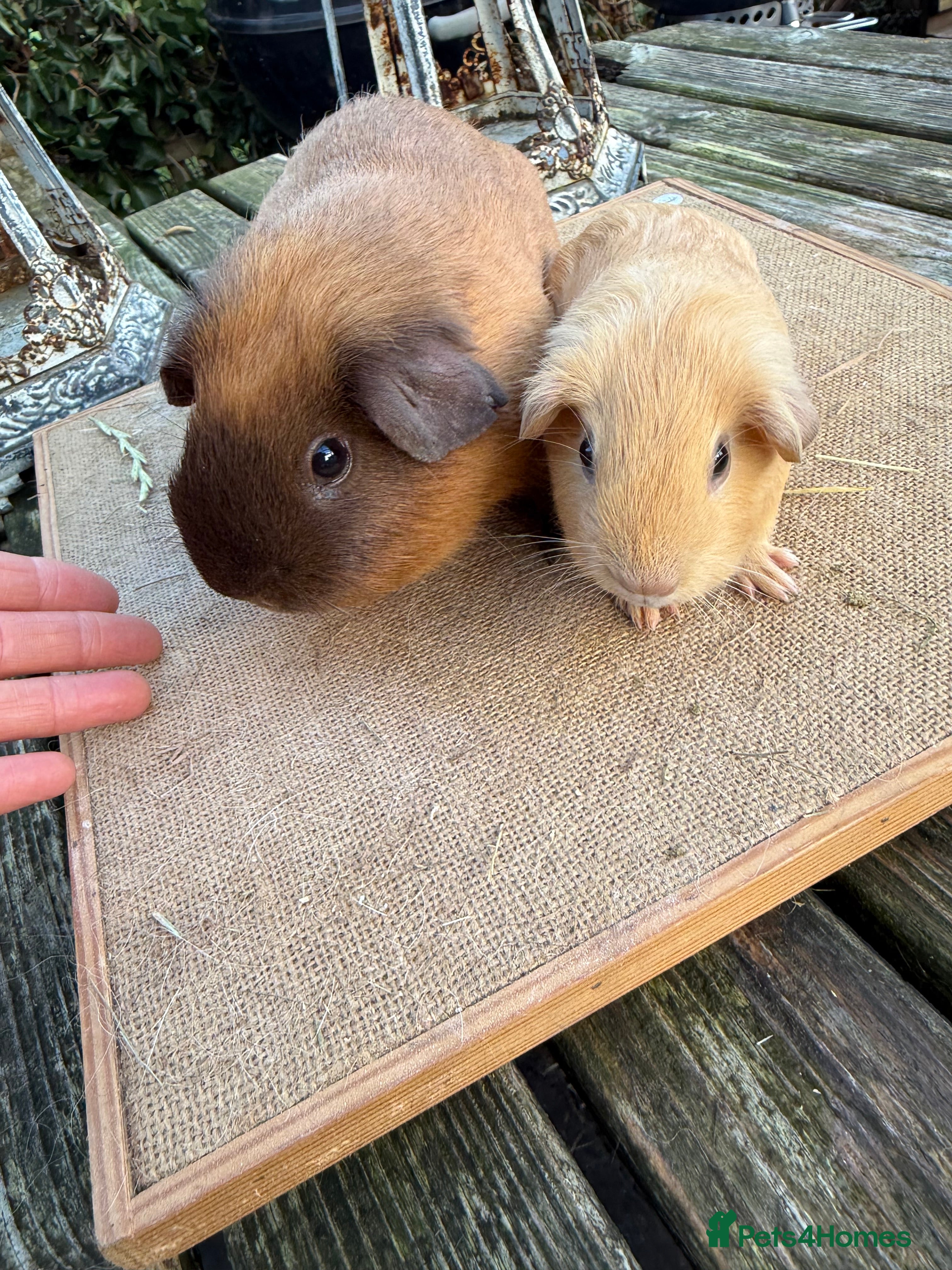 Guinea Pig rodents Pure bred California & Swiss guineapigs  - Advert 15