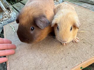 Guinea Pig rodents Pure bred California & Swiss guineapigs - Advert 15