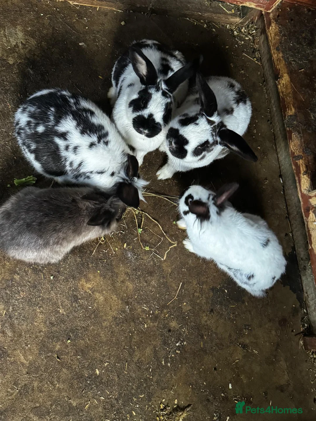 Continental Giant rabbits for sale: Continental Giant Rabbits - Advert 1