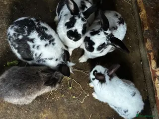 Continental Giant rabbits Continental Giant Rabbits - Advert 1