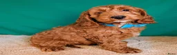 Cockapoo dogs for sale: F1B Cockapoo Puppies Ready for Their Forever Homes in Whitland - Advert 6