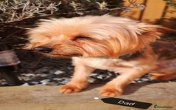 Yorkshire Terrier dogs for stud: Pure Yorkshire Terrier for Stud - Image 2