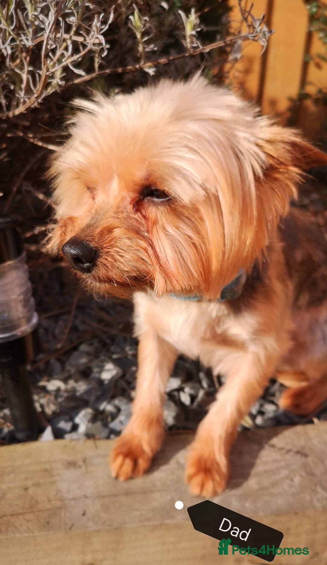 Yorkshire Terrier dogs for stud: Pure Yorkshire Terrier for Stud - Image 2