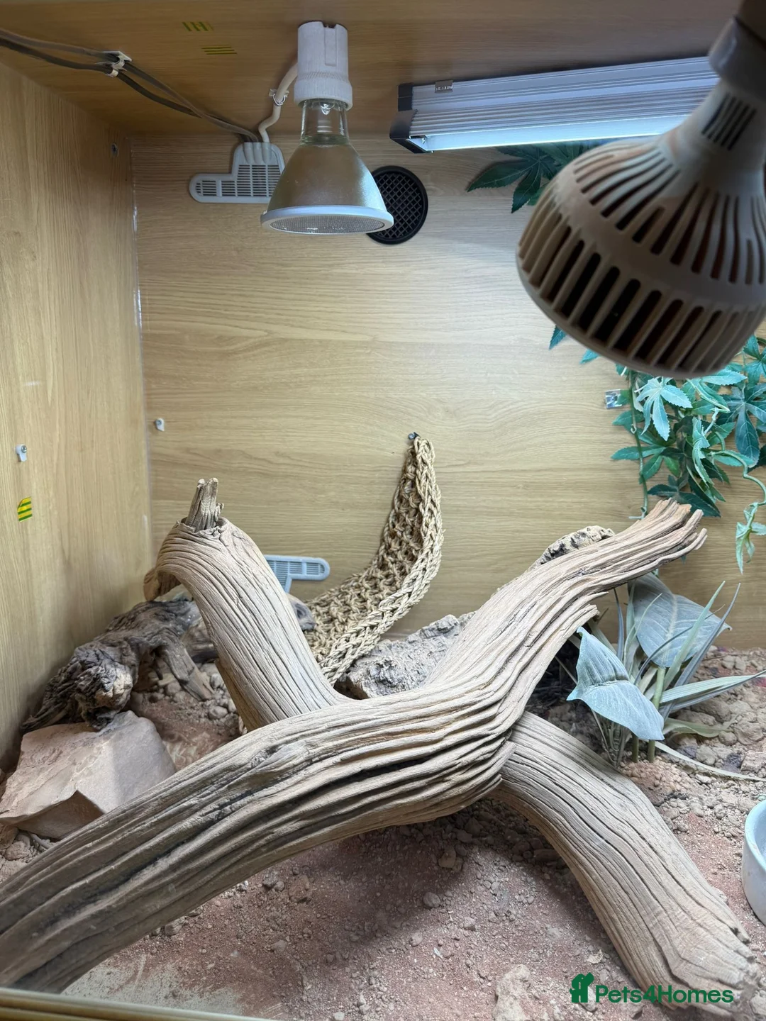 Bearded Dragon reptiles for sale: Female Bearded Dragon + Full Setup - Advert 6