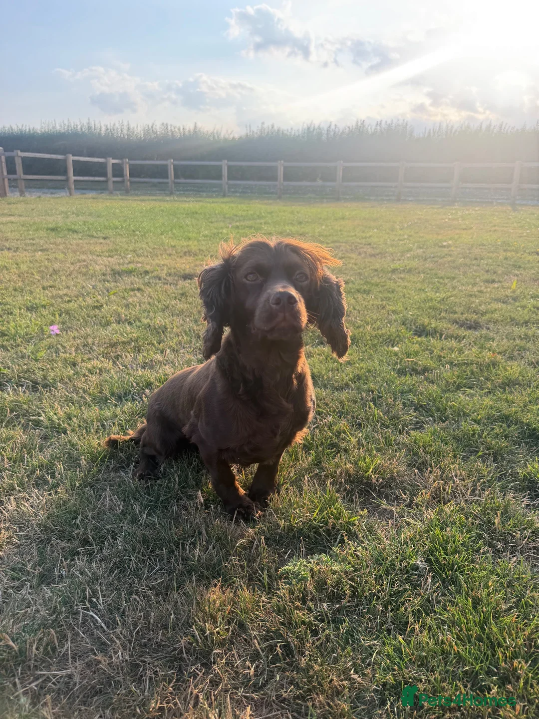 Sprocker dogs for sale: Chocolate sprocker female - Advert 2