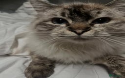 Ragdoll cats for sale: Beautiful 8 Month Old Ragdolls – Loving Homes Only - Image 10