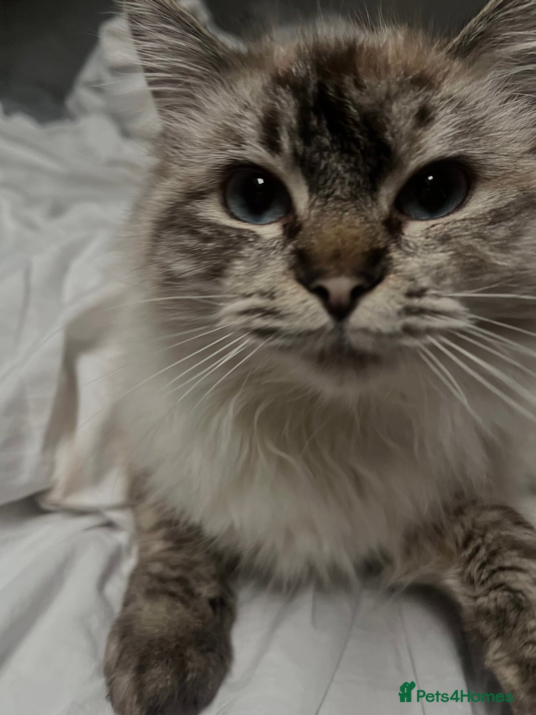 Ragdoll cats for sale: Beautiful 8 Month Old Ragdolls – Loving Homes Only - Image 10