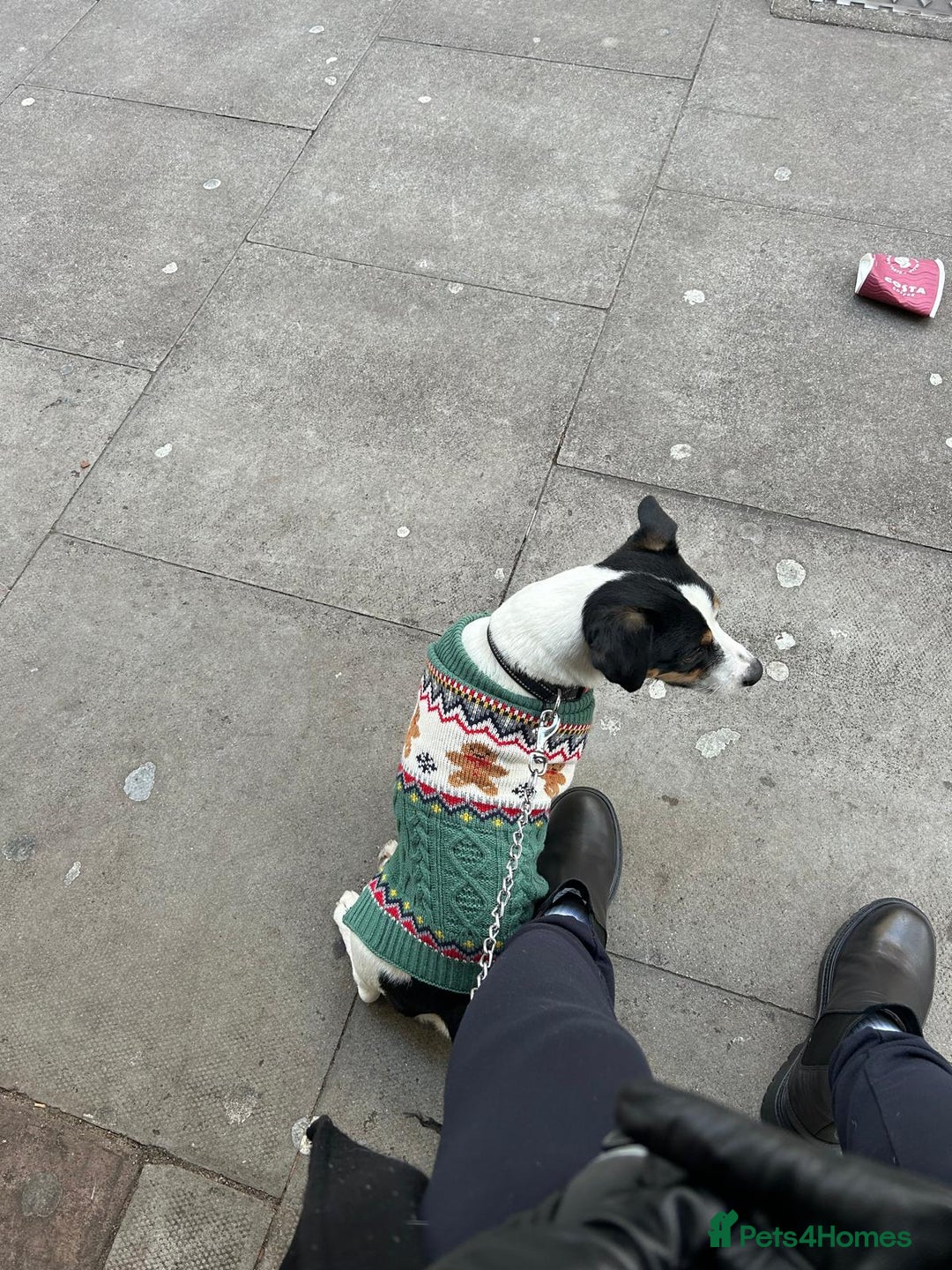 Jack Russell dogs for stud: Jack Russell Terrier Stud Available - Advert 5