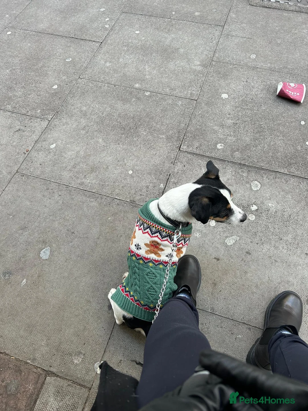 Jack Russell dogs for stud: Jack Russell Terrier Stud Available - Advert 5