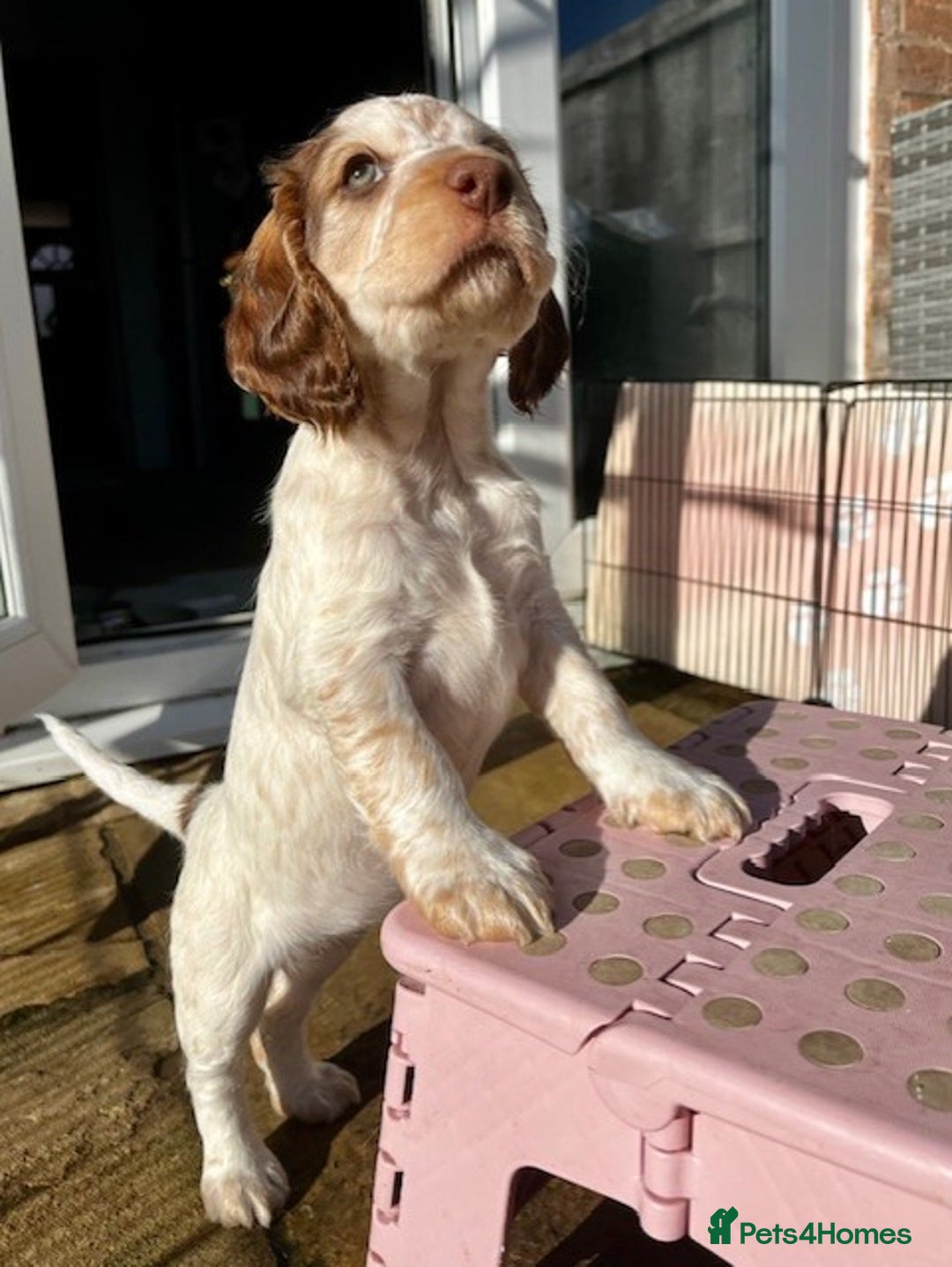 Cockapoo dogs for sale: Adorable Cocker/Cockapoo Puppies - Only 1 left! - Advert 14