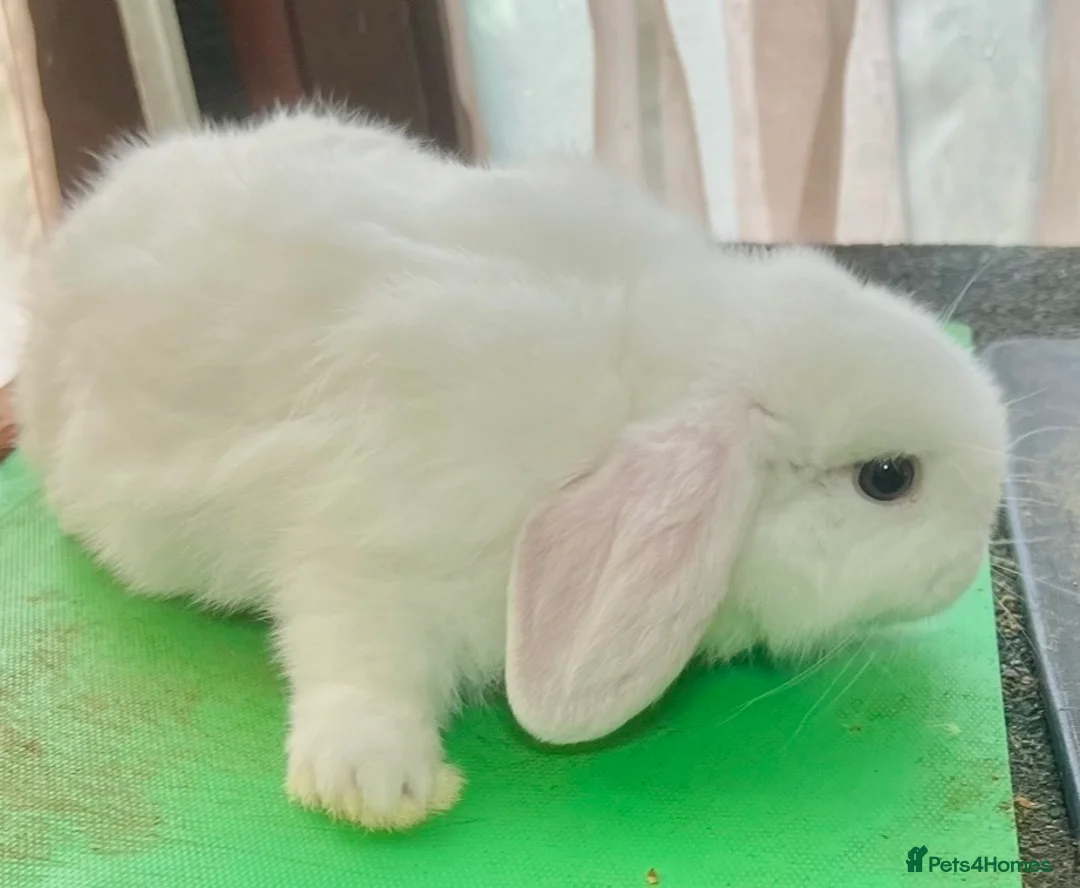 Mini Lop rabbits for sale: Beautiful coloured Mini Lops - Advert 33