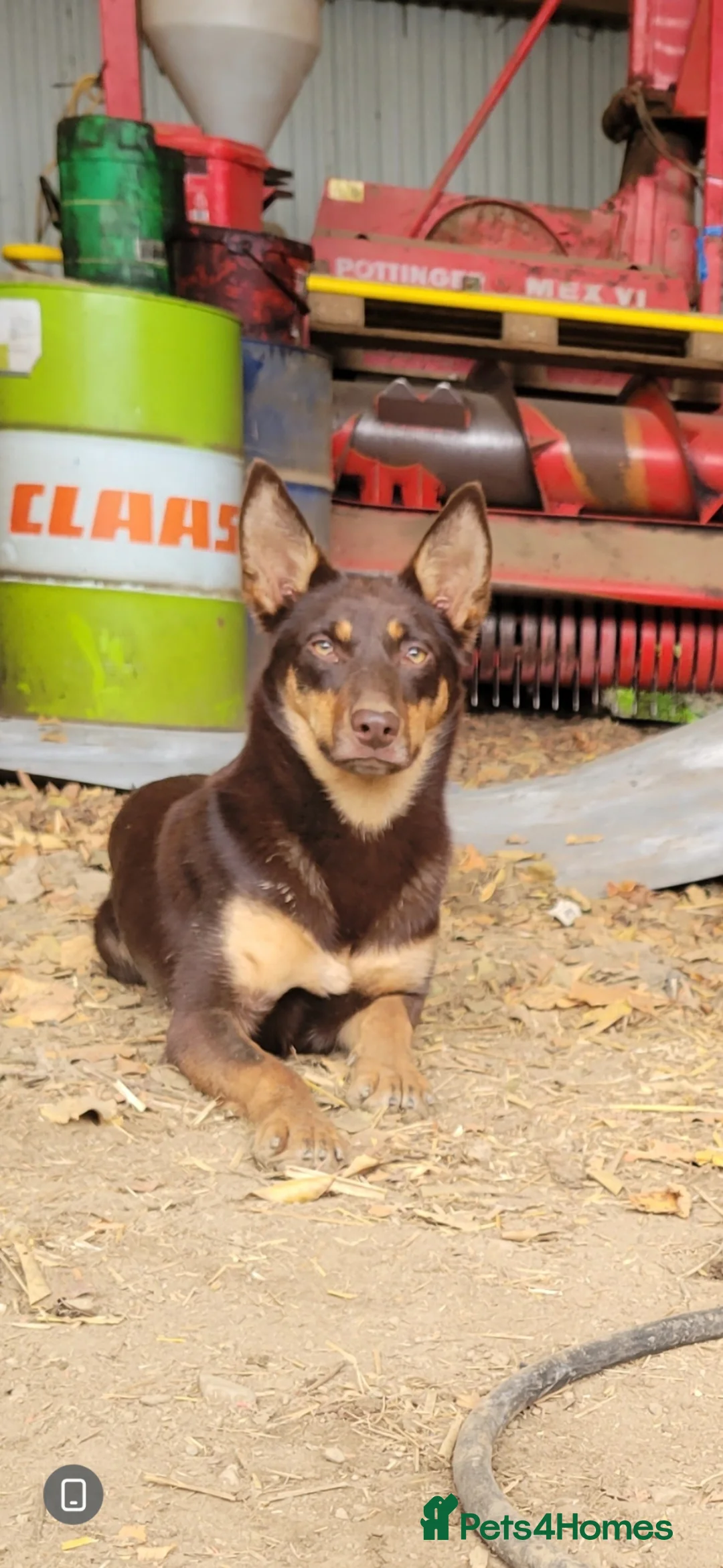 Mixed Breed dogs for sale: Working collie x kelpie puppies  - Advert 2