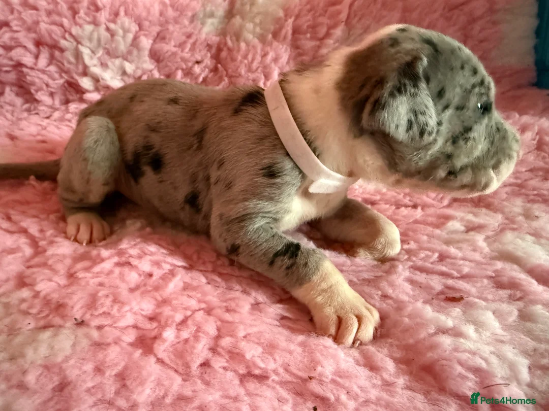 Great Dane dogs for sale: Stunning pure bred Great Dane puppies in St. Ives - Advert 12