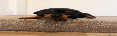 Dachshund 1