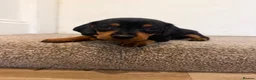Dachshund dogs for sale: Standard Dachshunds Glasgow - Advert 8