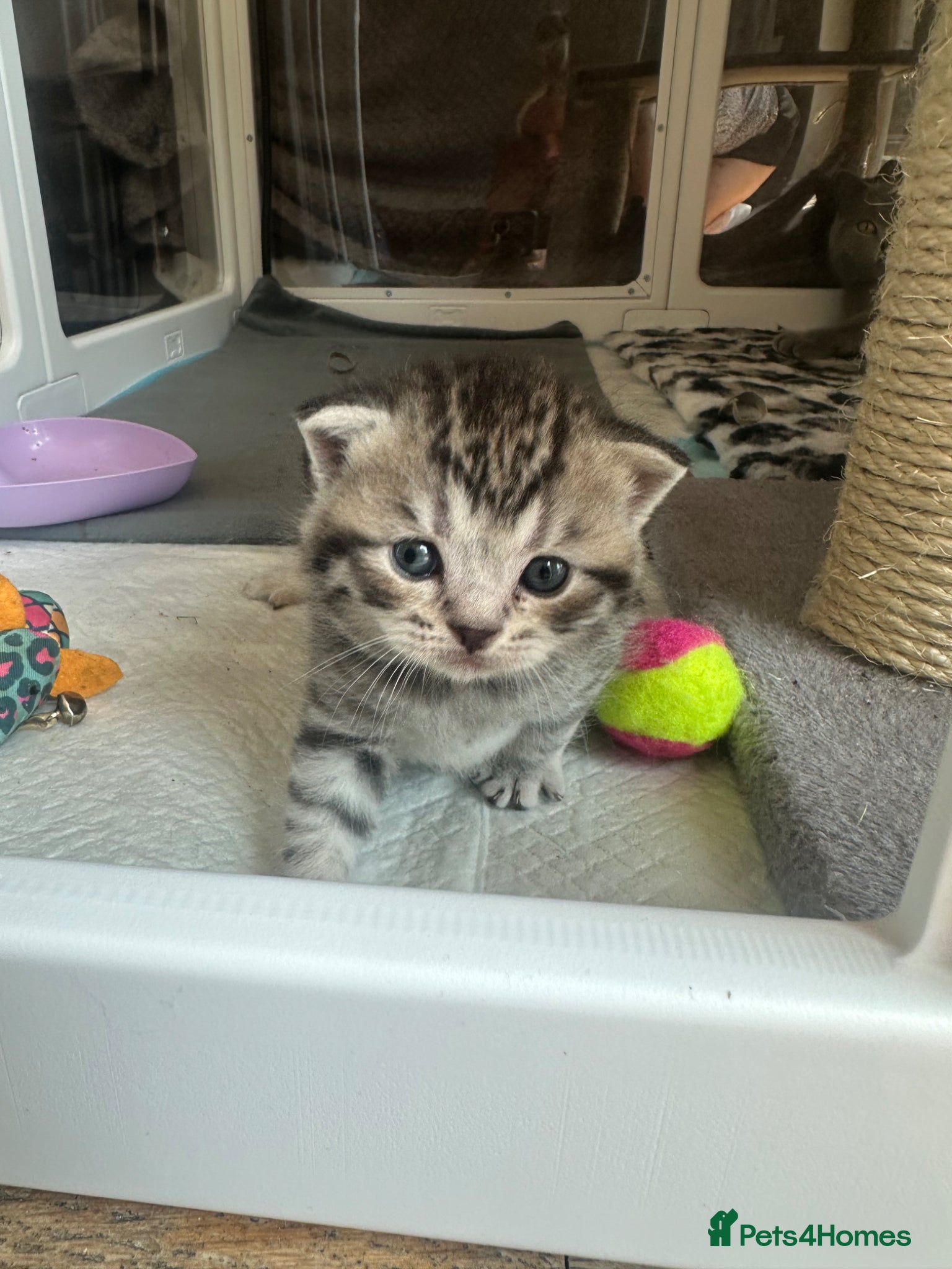 British Shorthair cats for sale: Exceptional British Shorthair kittens 🩷 - Advert 4