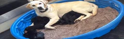 Springador dogs for sale: 10 springador pups - Advert 3