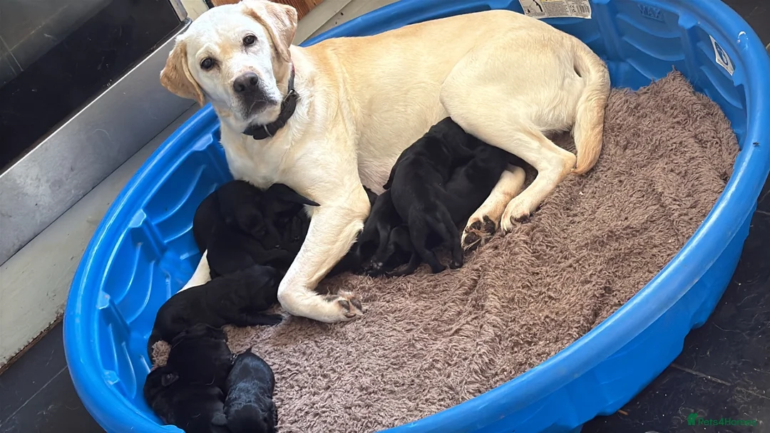 Springador dogs for sale: 10 springador pups - Advert 3