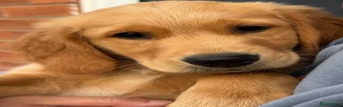 Golden Retriever 2