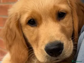 Golden Retriever dogs Gorgeous KC reg working golden retrievers - Advert 1