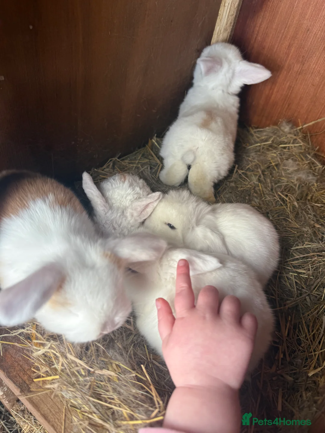 Mini Lop rabbits for sale: Mini lop bunnies  in Neath - Advert 1