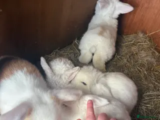 Mini Lop rabbits Mini lop bunnies - Advert 1