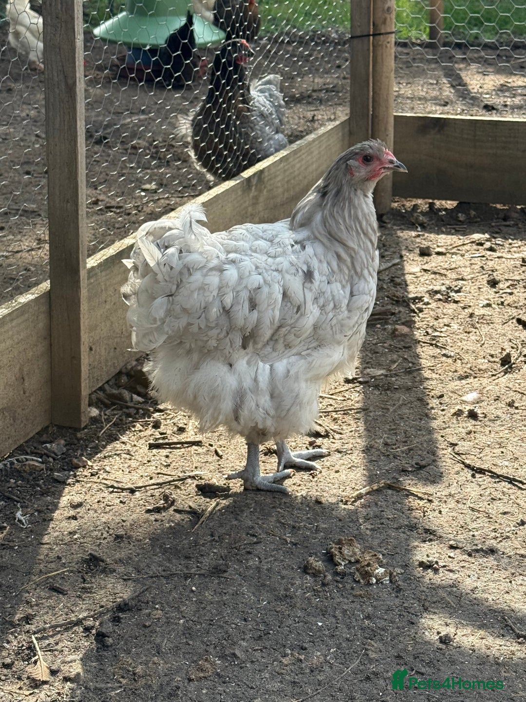 Chickens poultry for sale: 🐣 Beautiful Orpington Chicks & Cockerels for Sale - Image 13