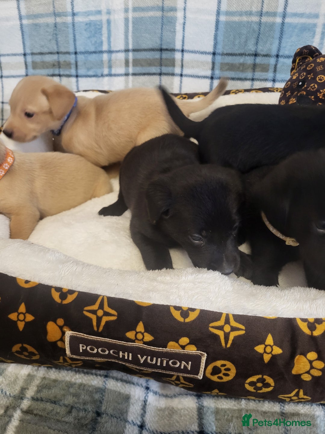 Labrador Retriever dogs for sale: KC registered Labrador Retriever puppies - Advert 14