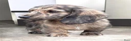 Miniature Dachshund dogs for sale: KC mini longhaired brindle dachshunds  - Advert 2