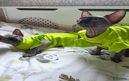 Sphynx cats for sale: Adorable Sphynx kittens💝🐈‍⬛🐈 - Image 24