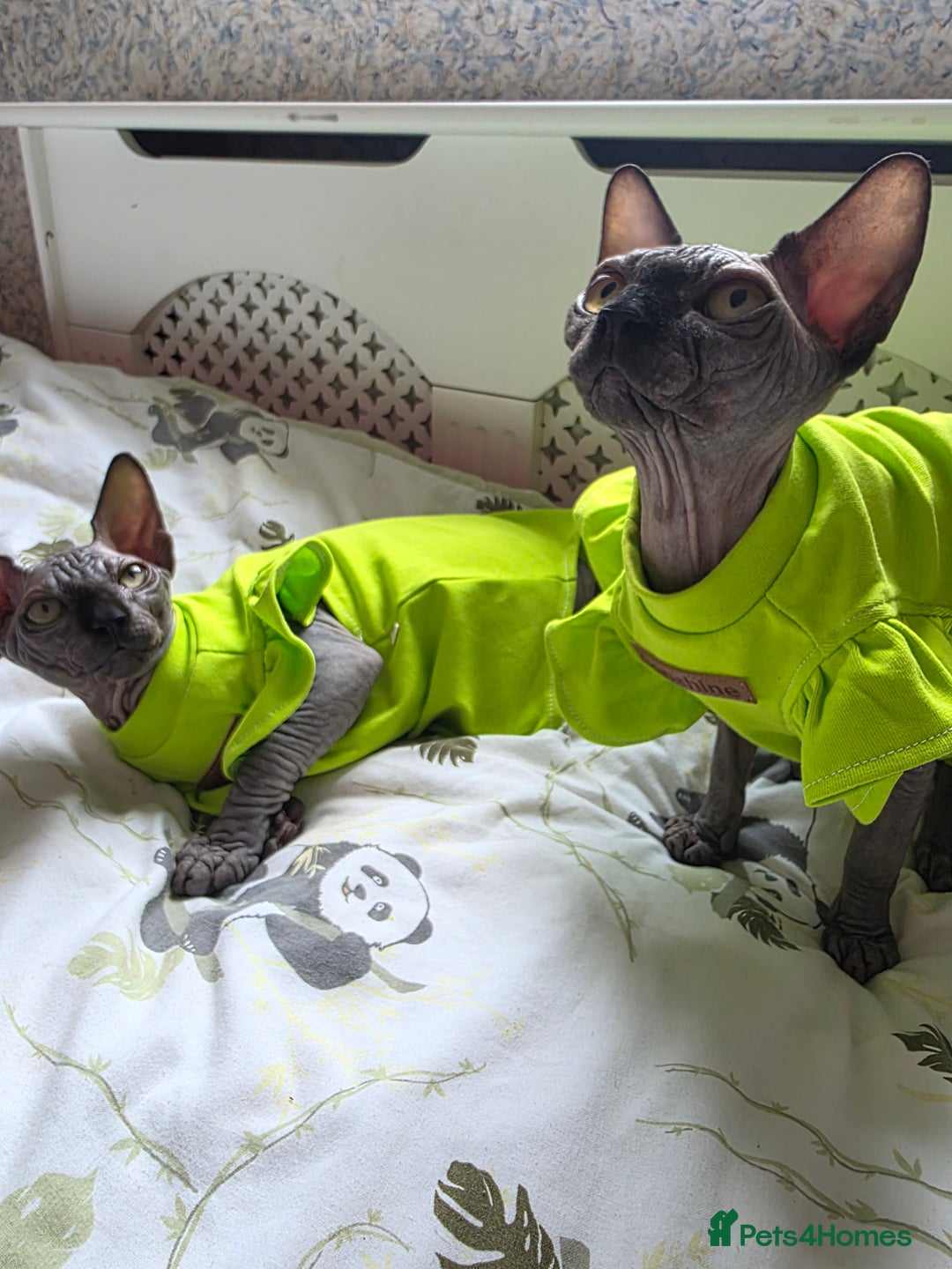 Sphynx cats for sale: Adorable Sphynx kittens💝🐈‍⬛🐈 - Image 24