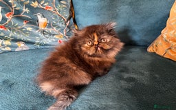 Persian cats for sale: Beautiful Persian Brother & 2 Sisters Available  - Image 9