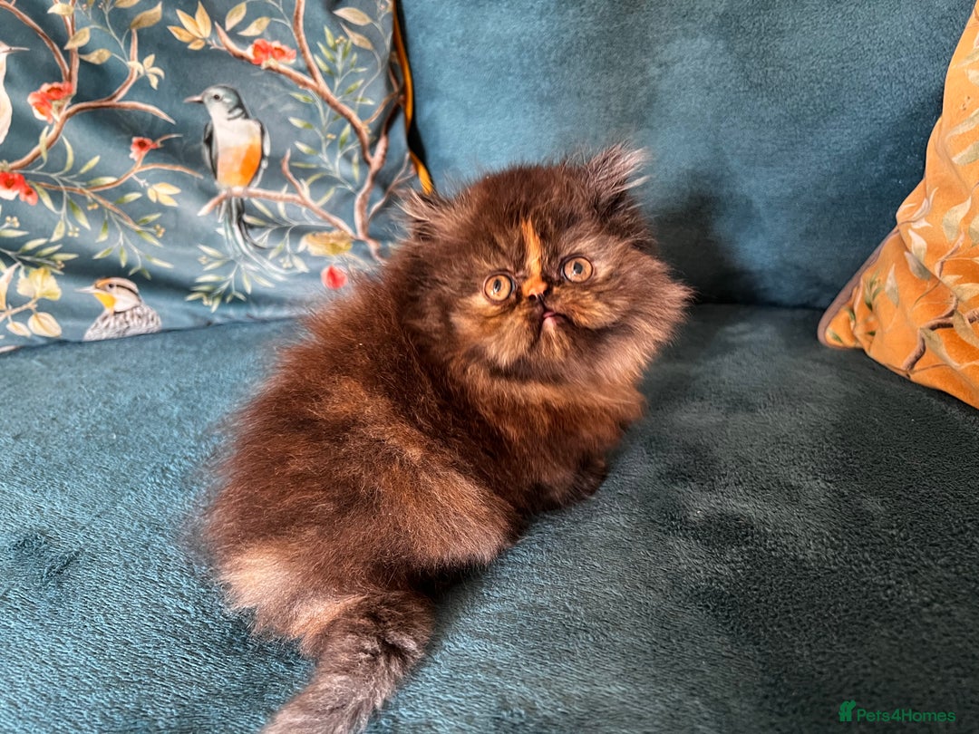 Persian cats for sale: Beautiful Persian Brother & 2 Sisters Available  - Image 9