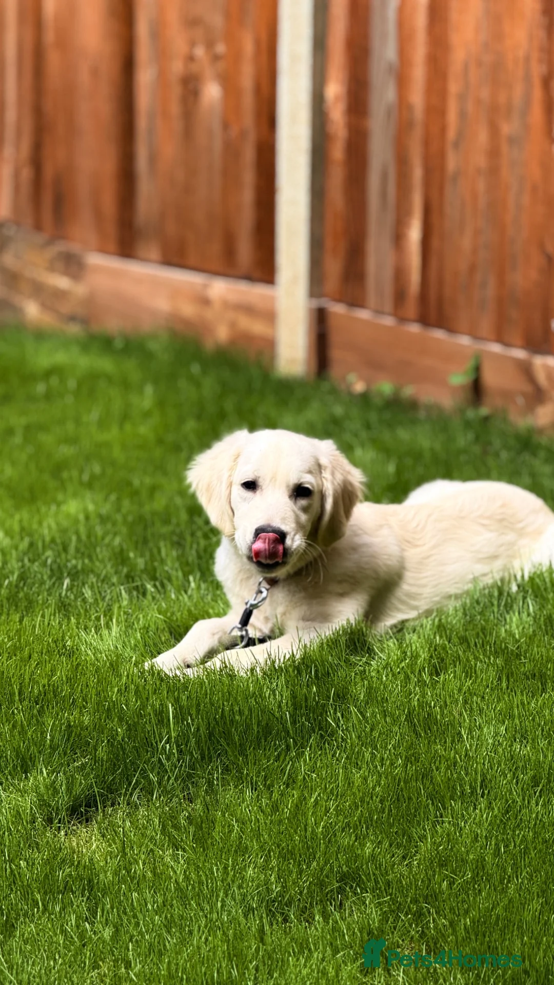 Golden Retriever dogs for sale: KC Registered Golden Retriever in Bushey - Advert 1