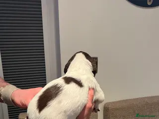 English Springer Spaniel dogs English springer Spanial - Advert 5