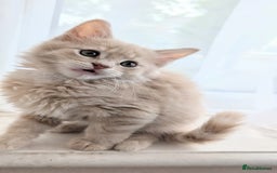 Maine Coon cats for sale: Maine Coon kittens available to loving homes 💖 - Image 5