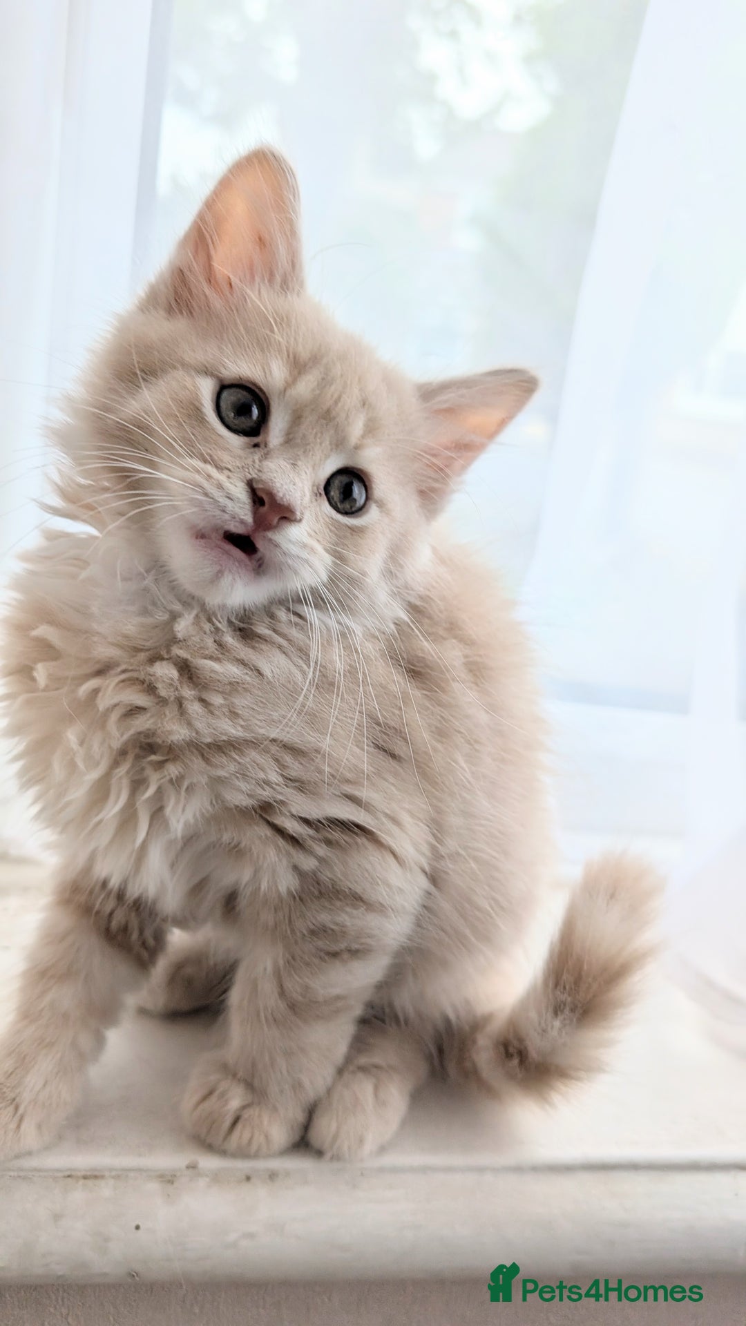 Maine Coon cats for sale: Maine Coon kittens available to loving homes 💖 - Image 5