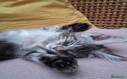 Maine Coon cats for sale: MAINE COON XL purebred registered active - Image 7