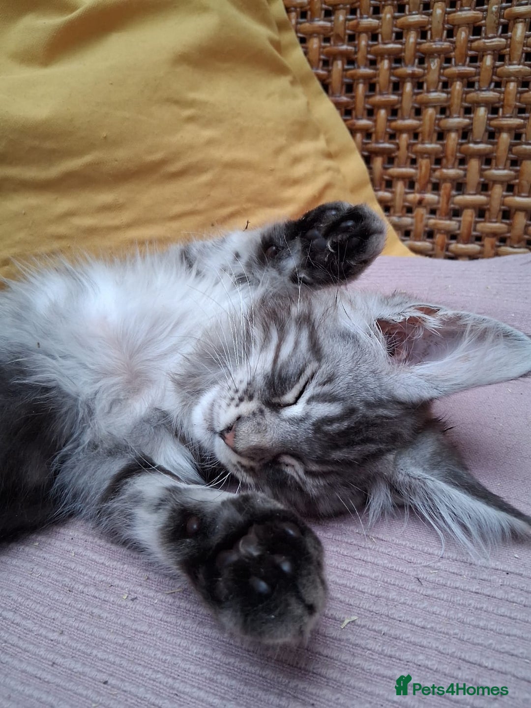 Maine Coon cats for sale: MAINE COON XL purebred registered active - Image 7