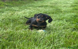 Miniature Dachshund dogs for sale: Miniature dachshund smooth KC Reg - Image 1