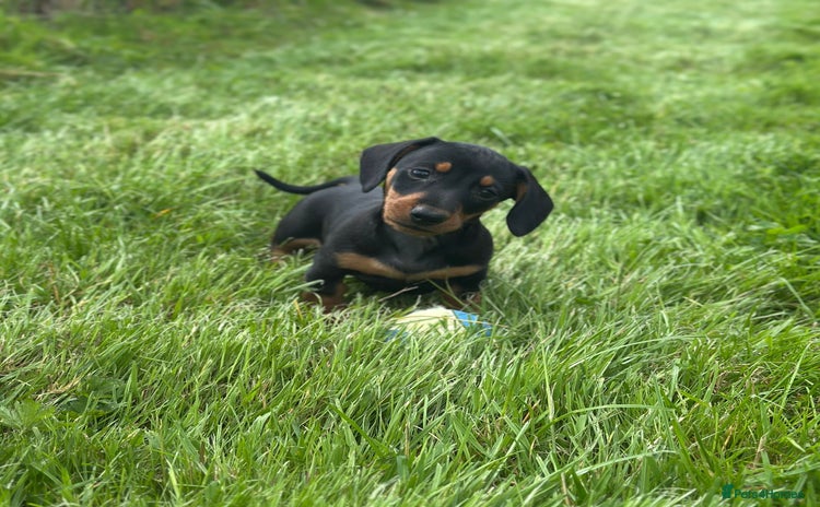 Miniature Dachshund dogs - Advert 4