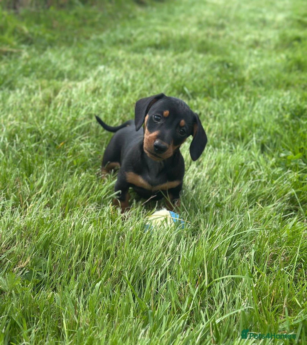 Miniature Dachshund dogs for sale: Miniature dachshund smooth KC Reg - Image 1