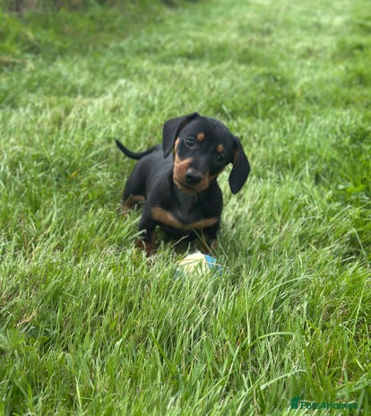 Miniature Dachshund dogs - Advert 8
