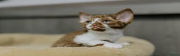 Devon Rex cats for sale: Adorable GCCF Registered DevonRex Kittens FOR SALE - Advert 19