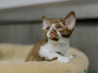 Devon Rex cats Adorable GCCF Registered DevonRex Kittens FOR SALE - Advert 6